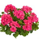 Afbeelding van Geranium Hang P12 Double Royal Hot Pink